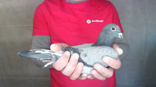 Pigeon image