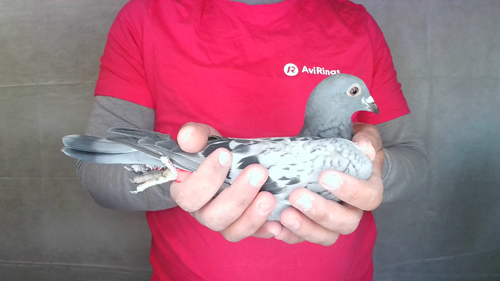 Pigeon image