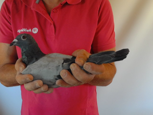 Pigeon image