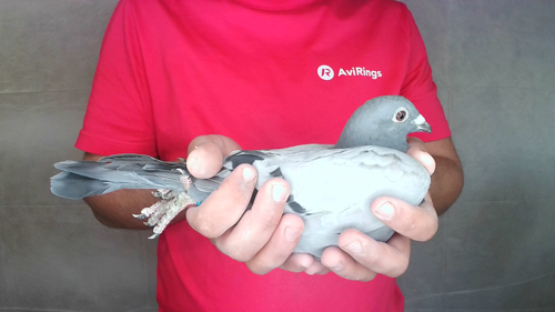 Pigeon image