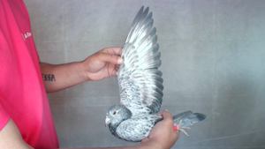 Pigeon image