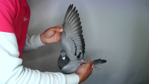 Pigeon image