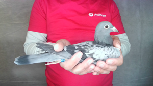 Pigeon image