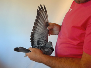 Pigeon image