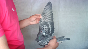 Pigeon image