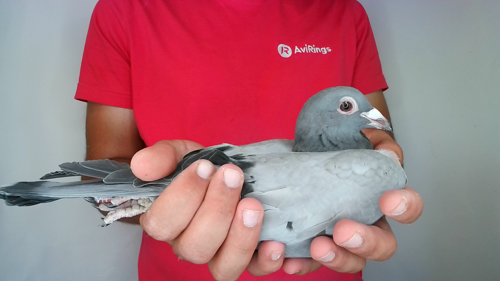 Pigeon image