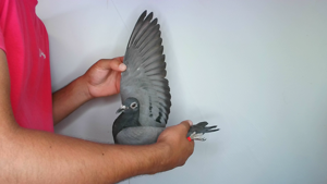 Pigeon image