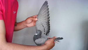 Pigeon image