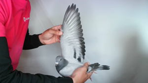 Pigeon image