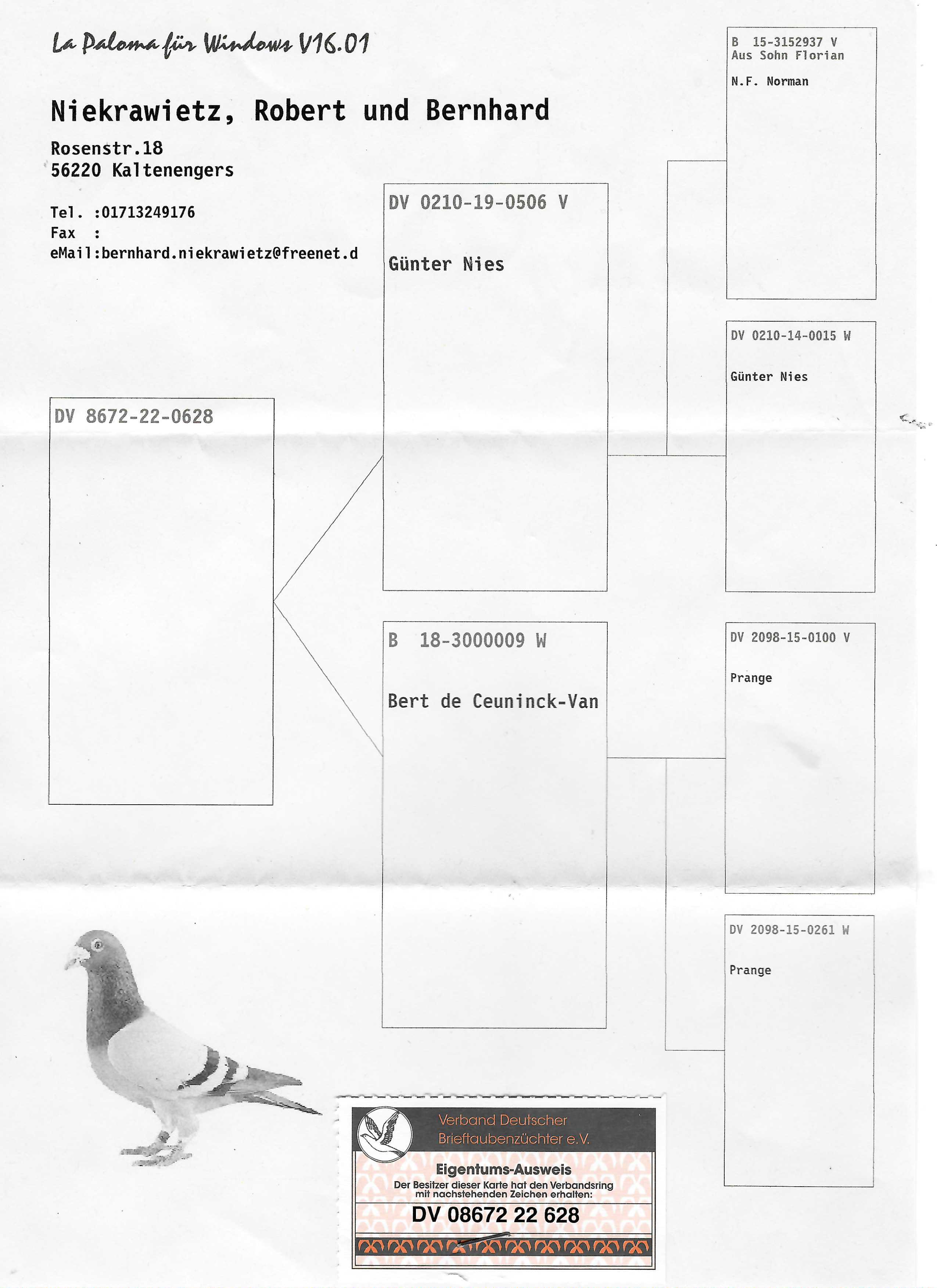 Pigeon pedigree image