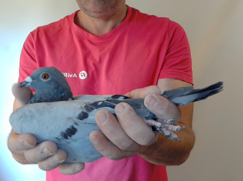 Pigeon image
