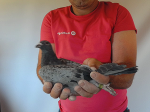 Pigeon image