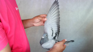 Pigeon image