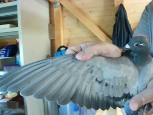 Pigeon image