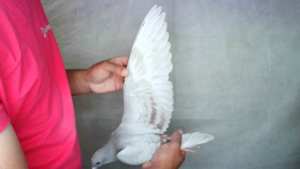 Pigeon image