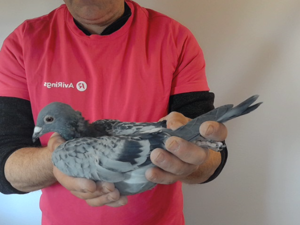 Pigeon image