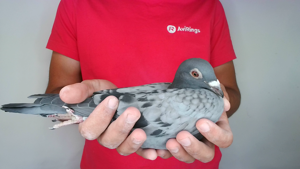Pigeon image