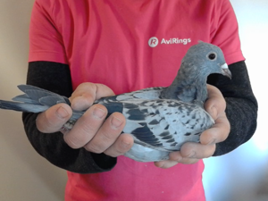 Pigeon image