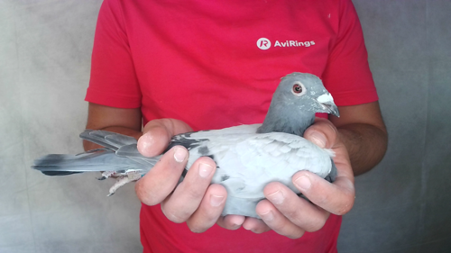 Pigeon image