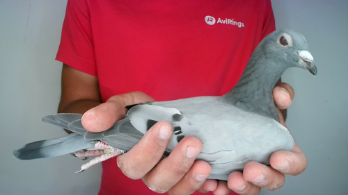 Pigeon image