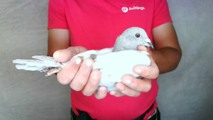 Pigeon image