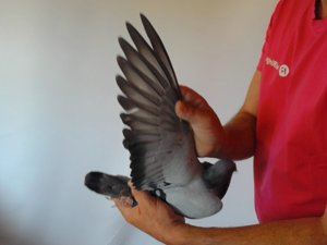 Pigeon image