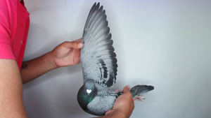 Pigeon image