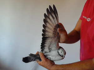 Pigeon image