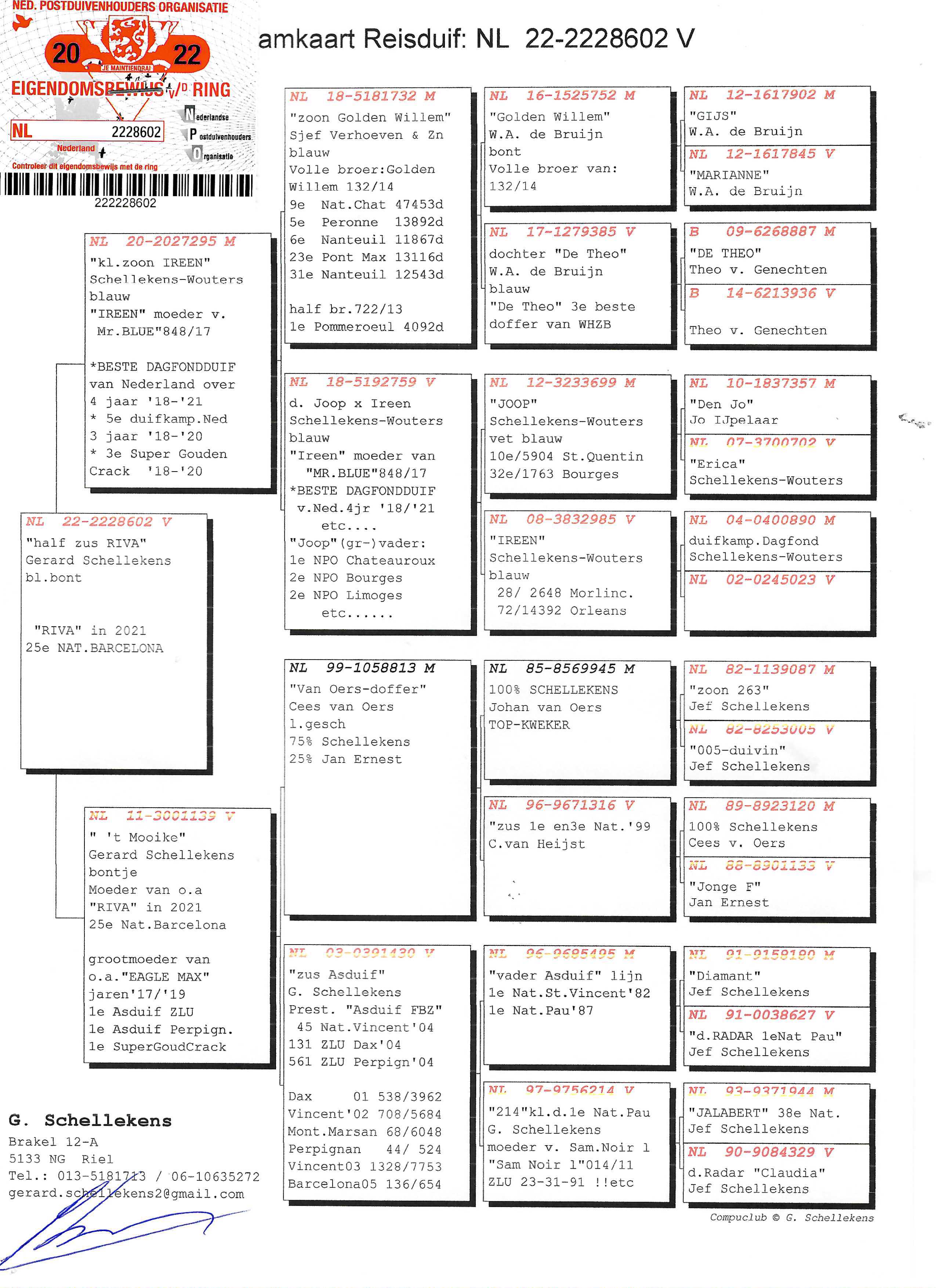 Pigeon pedigree image