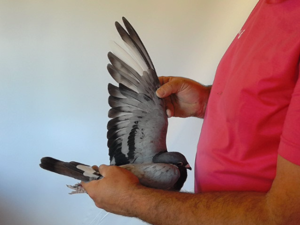 Pigeon image
