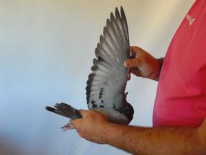 Pigeon image