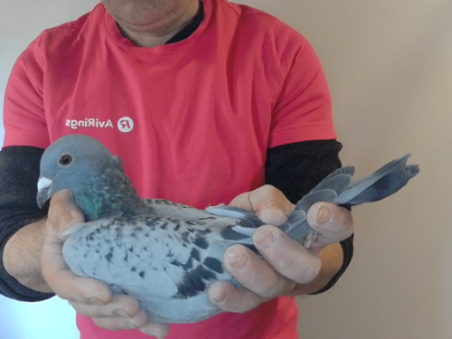Pigeon image