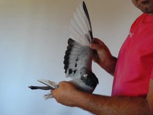 Pigeon image