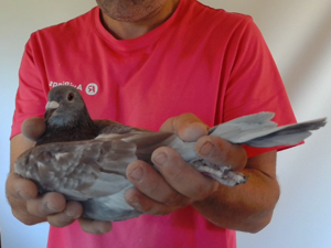 Pigeon image