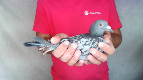 Pigeon image