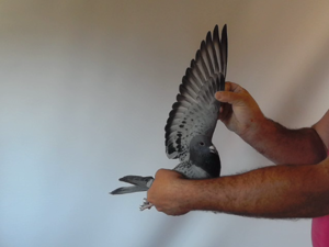 Pigeon image