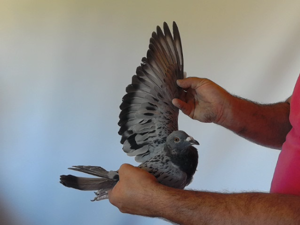 Pigeon image