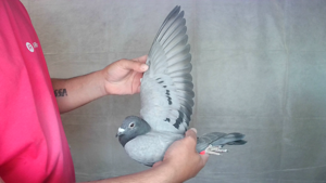 Pigeon image