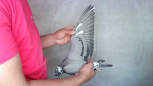 Pigeon image