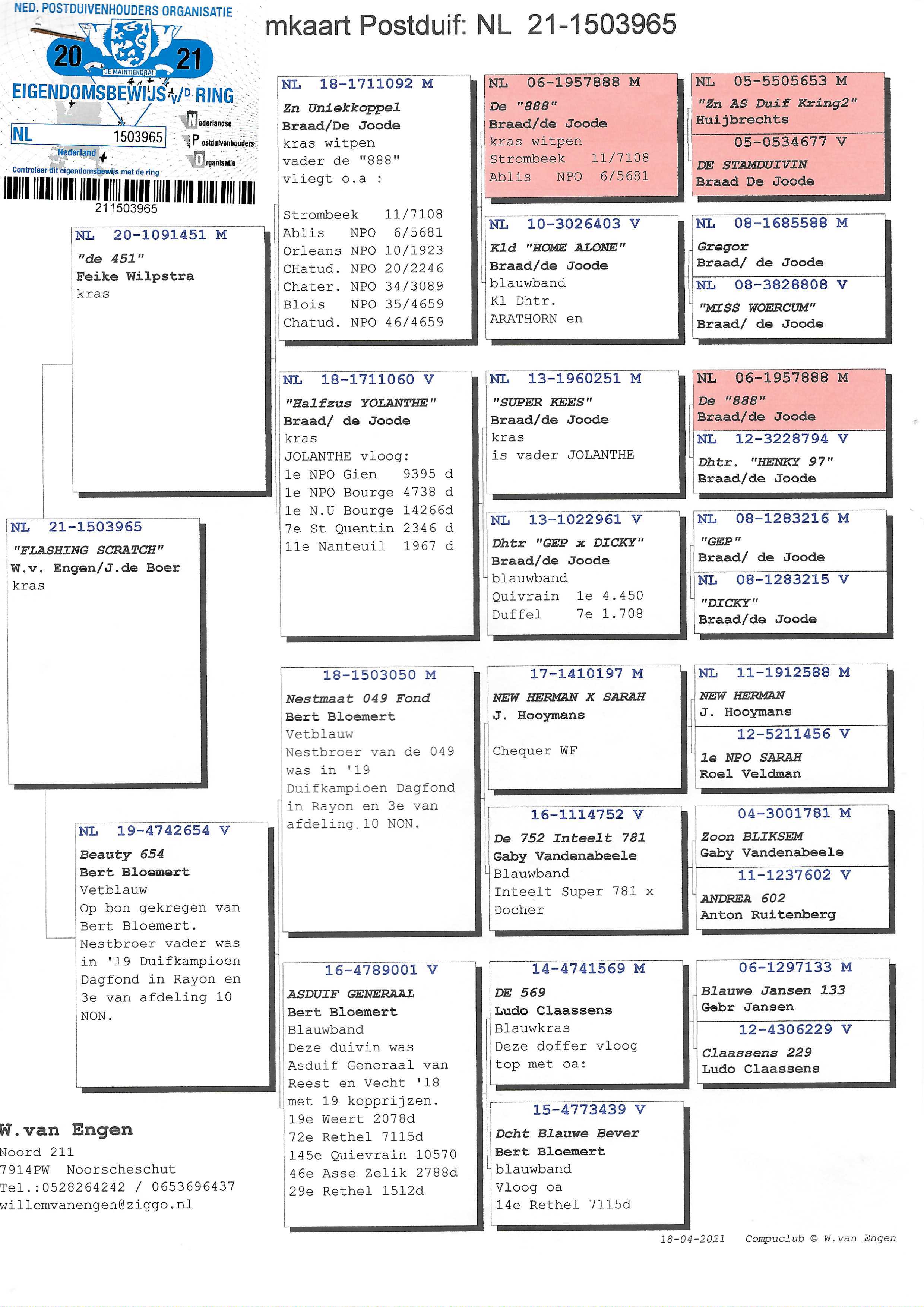 Pigeon pedigree image