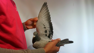 Pigeon image