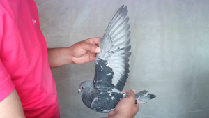 Pigeon image
