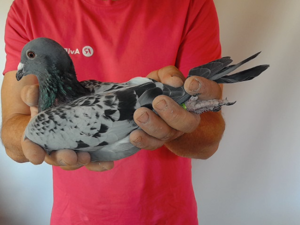 Pigeon image