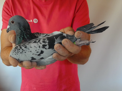 Pigeon image