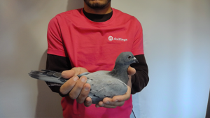 Pigeon image