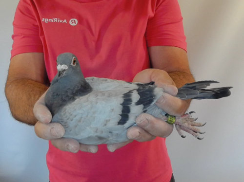 Pigeon image