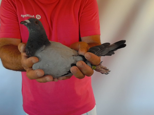 Pigeon image
