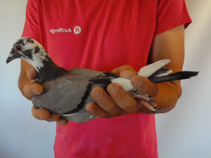 Pigeon image