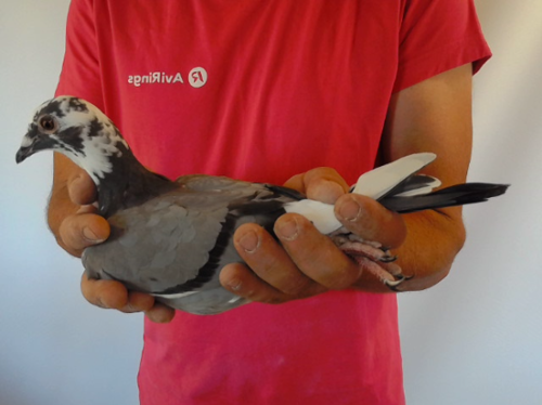 Pigeon image