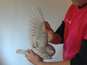 Pigeon image